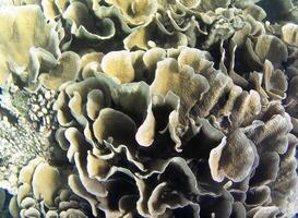 sous-marin photo de pâle coraux avec poisson à le Maldives.