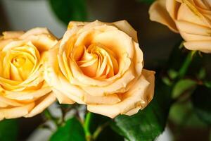 proche en haut de Trois Jaune des roses dans vase photo