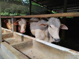 vaches furtivement par le en bois lattes de leur abri photo