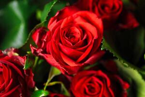 bouquet de rouge des roses avec vert feuilles photo