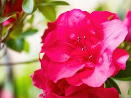 rhododendron fleurs fleurs dans printemps photo