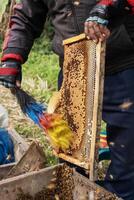 agriculteur en portant ruche Cadre avec nid d'abeille et les abeilles. photo