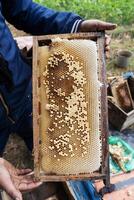 agriculteur en portant ruche Cadre avec nid d'abeille et les abeilles. photo