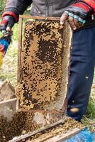 agriculteur en portant ruche Cadre avec nid d'abeille et les abeilles. photo