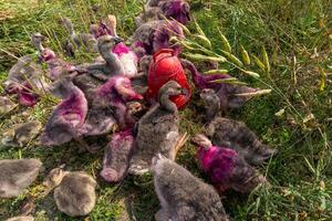 une groupe de cygnes manger herbe sur le sol photo