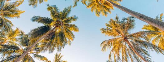 été vacances bannière. romantique ambiance de tropical paume arbre lumière du soleil sur ciel Contexte. Extérieur le coucher du soleil exotique feuillage fermer la nature paysage. noix de coco paume des arbres brillant Soleil plus de brillant ciel panorama photo