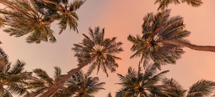 ambiance romantique de palmier tropical avec la lumière du soleil sur fond de ciel. feuillage exotique au coucher du soleil en plein air, paysage naturel en gros plan. cocotiers et soleil brillant sur un ciel lumineux. été printemps nature photo