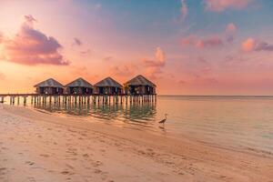 magnifique bleu le coucher du soleil mer tropical la nature Contexte. plage vacances luxe recours villas bungalow île rive, incroyable tourisme faune liberté aventure, gris héron oiseau chasse. exotique destination photo