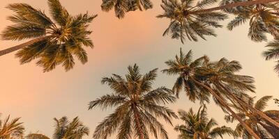 ambiance romantique de palmier tropical avec la lumière du soleil sur fond de ciel. feuillage exotique au coucher du soleil en plein air, paysage naturel en gros plan. cocotiers et soleil brillant sur un ciel lumineux. été printemps nature photo