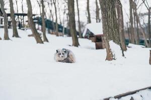 mignonne Renard sur neige dans hiver saison à zao Renard village, Miyagi Préfecture, Japon. point de repère et populaire pour touristes attraction près sendai, tohoku région, Japon. Voyage et vacances concept photo