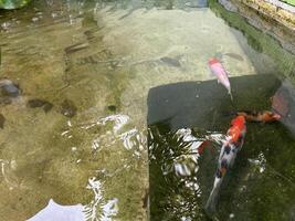 koi des poissons nager dans le étang photo