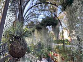 Date paume fleur plantation photo