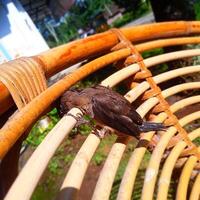 rare moment, moineau piégé dans rotin chaise photo