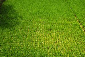 riz des champs avec vert riz photo