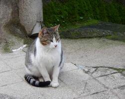 une jolie chat posant sur le rue photo