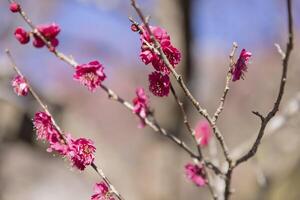 rouge prune fleurs à atami prune parc dans Shizuoka jour photo