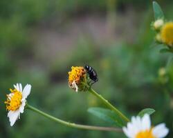 fermer insectes perché sur Jaune fleurs dans le jardin photo