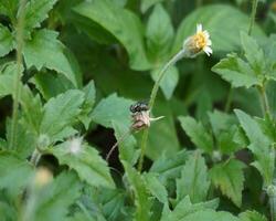 mouches terre sur sec blanc fleurs photo