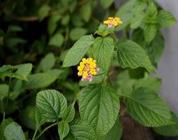 fermer de Jaune fleurs dans le jardin pendant le journée photo