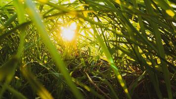 magnifique vue de sauvage herbe à lever du soleil photo