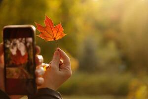 Quelqu'un photographies une rouge l'automne érable feuille avec le sien téléphone.contre le Contexte de flou Jaune vert feuillage de des arbres. haute qualité photo