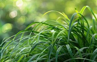 ai généré Frais herbe, jardin et Zen photo