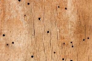 une en bois texture photo