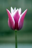 printemps fleurs croissance dans un Extérieur jardin. un en forme de lys tulipe dans le forme de une lis. une genre de vivace herbacé bulbeux les plantes. photo