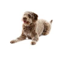 lagotto romagnol sur blanc photo