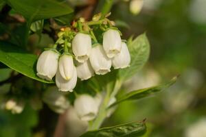 myrtille, vaccinium myrtillus photo