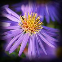 Montagne aster, aster dumosus photo