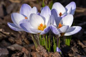 crocus, fleurs du printemps photo