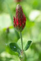 cramoisi trèfle, trifolium incarné photo