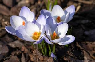 crocus, fleurs du printemps photo