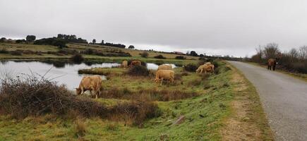 rural et agricole détail de animaux pâturage librement dans le des champs. au nord-est de le Portugal. magnifique Voyage et la nature. photo