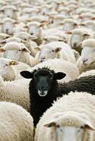 ai généré une Célibataire noir mouton des stands en dehors parmi une troupeau de blanc homologues dans rural pâturage des champs établi avec génératif ai La technologie photo