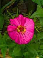 magnifique et élégant zinnia papier fleur ornemental plante photo