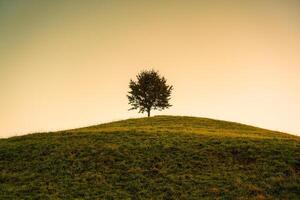 scénique de lever du soleil plus de solitaire arbre sur colline dans rural scène photo