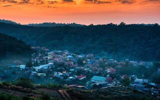 rural scène de thaïlandais tribu village avec sauvage himalayen Cerise arbre épanouissement dans le le coucher du soleil à interdire rong kla, Thaïlande photo