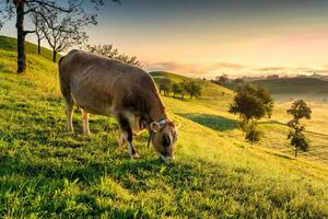 vache pâturage sur roulant colline dans paisible village pendant le Matin à Suisse photo