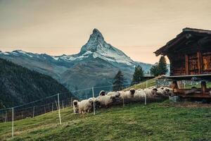 Matterhorn Montagne avec valaisan nez noir mouton et en bois cabane à zermatt, Suisse photo