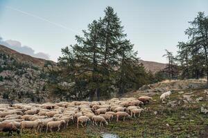 le chien est élevage troupeau de mouton retour dans le stalle sur colline photo