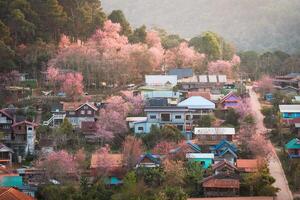 rural scène de thaïlandais tribu village avec sauvage himalayen Cerise arbre épanouissement dans printemps à interdire rong kla, Thaïlande photo