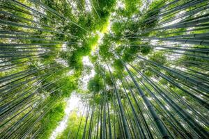 faible angle vue magnifique vert bambou forêt photo