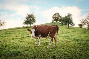 laitier vache pâturage sur colline dans rural scène à les terres agricoles village photo