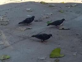 noir Pigeon sur le sol est recherche pour nourriture sur béton chemin. un Extérieur vue de un isolé et seul oiseau, Pigeon est chasse pour nourriture céréales dans un de bonne heure Matin dans une Publique lieu. photo