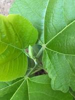 mon jardin et les plantes photo