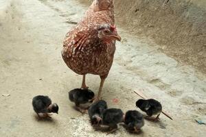 mère poule alimentation mignonne poussins photo