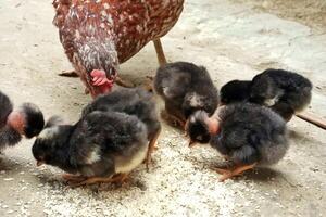 mère poule alimentation mignonne poussins photo