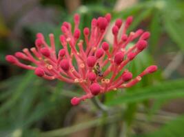 macro la photographie lentille photo